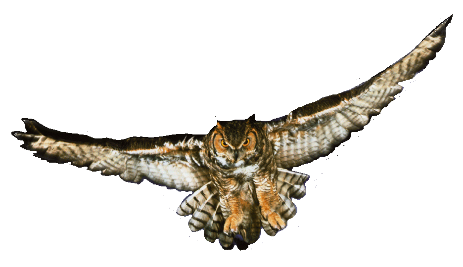 Owl in Flight
